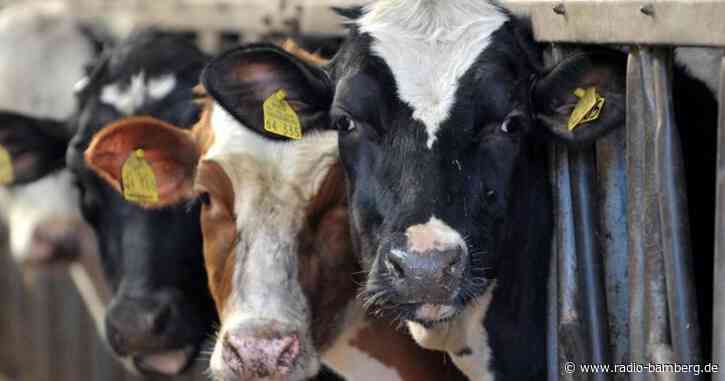 171 Rinder verendet: Anklage gegen Landwirt erhoben