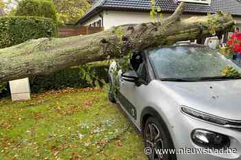 Storm Aurore zorgt voor grote schade in Antwerpen: stroompanne, omgewaaide stelling en bomen op auto’s en woning
