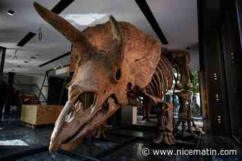 "Big John", le plus grand tricératops connu, adjugé 6,6 millions d'euros à Paris