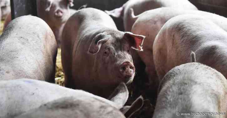 Kidney From Genetically Modified Pig Transplanted Into Human