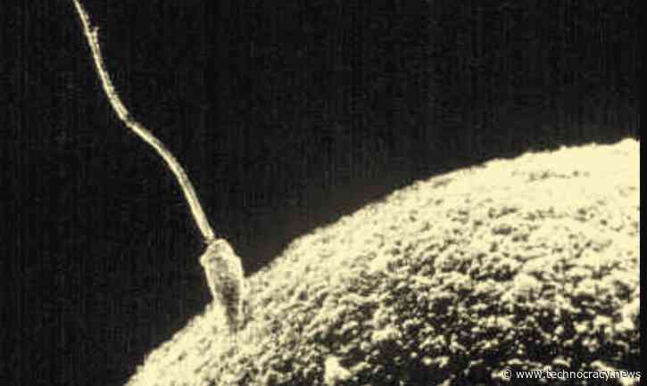 GMO Sperm? Scientists Use Monkey Stem Cells To Create Sperm