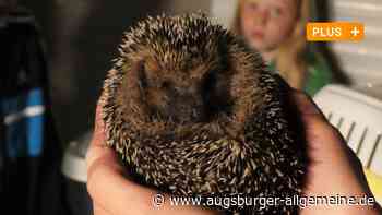 Pflegenetzwerk kümmert sich um kranke und verletzte Igel - Augsburger Allgemeine