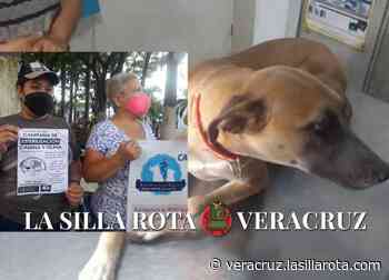 Abuso sexual a animales: crimen que queda impune en Veracruz - La Silla Rota