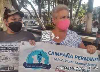 Anuncian campaña de esterilización para mascotas en Veracruz - Imagen de Veracruz