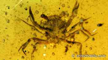 Researchers Discover First Dinosaur Era Crab Fully Preserved in 100-Million-Year-Old Amber
