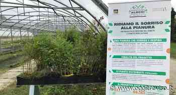 Silea, consegnati 135 nuovi alberi. “Hanno un ruolo fondamentale nel contrasto ai cambiamenti climatici” - Oggi Treviso