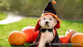 Halloween Events in South Florida for You and Your Pet