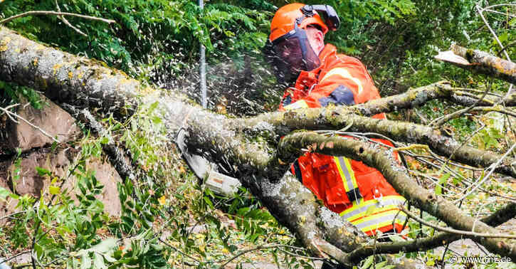 Rhein-Neckar-Odenwald:  Das ist die Schadensbilanz von Sturm "Ignatz" in der Region (plus Fotogalerie/Update)
