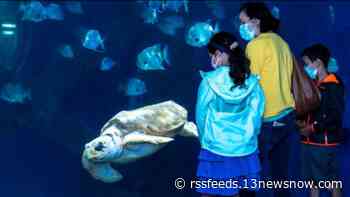 'Fins & Frights' invites children to wear Halloween costumes to Virginia Aquarium