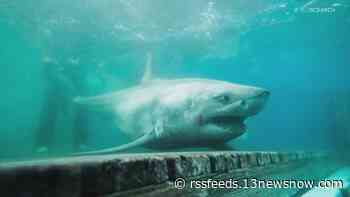 OCEARCH Shark Tracker shows several great whites near Outer Banks