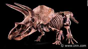 'Big John,' the world's largest Triceratops ever found, sells for $7.7 million