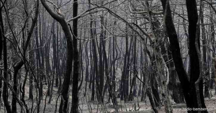 24 Menschen in Syrien wegen Brandstiftung hingerichtet