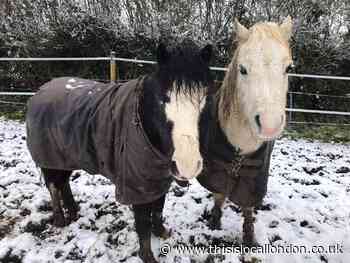 Cecil's Horse Sanctuary in Elstree looking for 'guardian angels'
