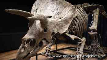 Größter Triceratops der Welt für 6,6 Millionen Euro versteigert