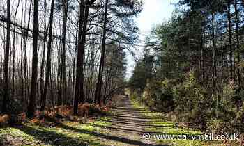 New tree disease Phytophthora pluvialis is discovered in Cornwall