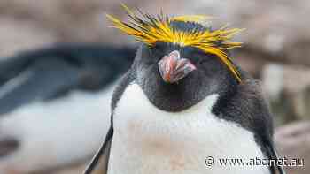 Does this penguin hold an Australian bank account? If not, who owns the money from Bouvet Island?