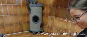 Veterinäramt schreitet ein: 13 Katzen aus schlechter Haltung geholt - Traunsteiner Tagblatt