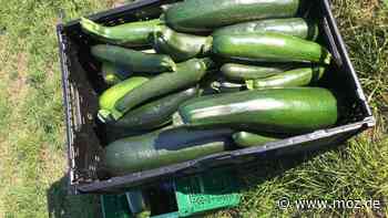 Essen und Trinken: Warum man in Frankfurt (Oder) gerne Suppe isst – und weshalb es dafür kein Fleisch braucht - moz.de