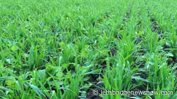Survey finds cover cropping is increasing across the prairies - Lethbridge News Now