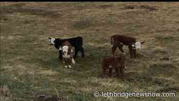 October 31 deadline looms for initial livestock feed assistance - Lethbridge News Now