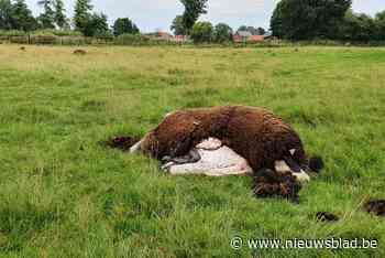Bezorgde Bocholtse boeren krijgen hulp bij subsidieaanvraag om wolf uit hun wei te houden - Het Nieuwsblad