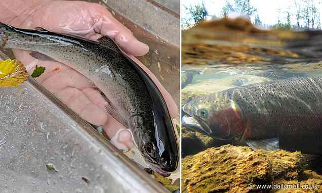 Salmon are being 'squeezed' from 40 YEARS of changes in the rivers and freshwater seas they swim in 