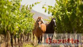 The best producers for sustainable wine - Hackney Gazette