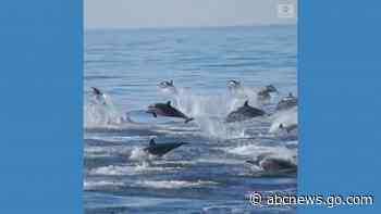 WATCH:  Pod of dolphins swim off Southern California coast