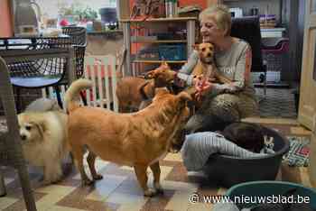 Linda wil met Het Hondenhuisje verwaarloosde honden een beter lot schenken: “Als ik ze niet red, sterven ze”