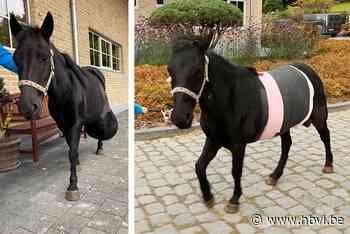 Lummense paardenchirurg verwijdert gezwel van 24 kilo: “Hier... (Lummen) - Het Belang van Limburg Mobile - Het Belang van Limburg