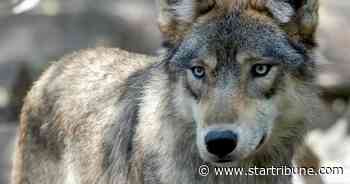 Judge leaning toward blocking Wisconsin wolf hunt
