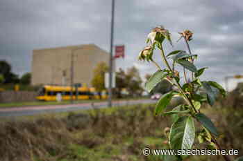 Dresden: Dresdner Kriegsopfer-Gedenkort verwildert - Sächsische.de