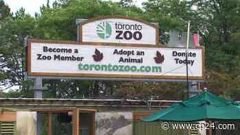 The Toronto Zoo is planning to vaccinate its animals against COVID-19 - CP24 Toronto's Breaking News