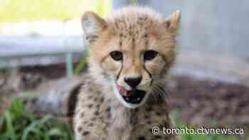 Zoo animals to be vaccinated against COVID-19 | CTV News - CTV News Toronto