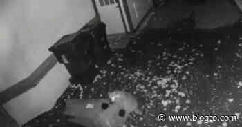 Yet another Toronto raccoon caught on camera foiling the city's raccoon-proof green bin - blogTO