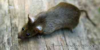 Rattenbefall am Erler Friedhof | Raesfeld - Dorstener Zeitung