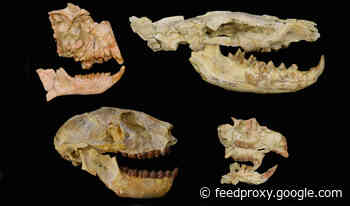 Scientists Find Hints of a Hidden Mass Extinction 30 Million Years Ago