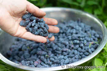 Why Our Inner Clocks May Benefit from Stressed-Out Plants