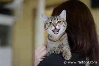 Kamloops SPCA branch brings in spay and neuter program for low-income families to control cat population - radionl.com