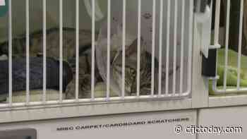 BC SPCA brings back low income spay/neuter program as Kamloops sees overpopulation of cats - CFJC Today Kamloops