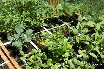 Intesa Comune Enna-Istituto Lincoln per curare degli orti urbani - Quotidiano di Sicilia