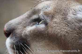 Puma en liberté près d'Arras : des associations proposent leur aide pour pister et endormir l'animal - France 3 Régions