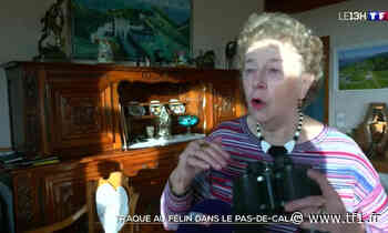 Grand félin échappé près d’Arras : les habitants d’Auxi-le-Château s’inquiètent - TF1