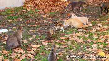 Cat spay neuter program returns to Tecumseh - AM800 (iHeartRadio)