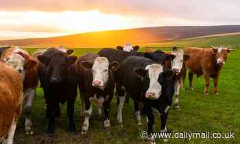 Microplastics are found in the blood of farm animals including cows and pigs for the first time