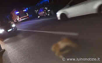 Trovato senza vita un cervo investito tra Germignaga e Brissago - Luino Notizie