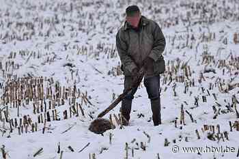 Opmerkelijk: advocaten maken filmpje om verdachte neerknuppe... (Wellen) - Het Belang van Limburg