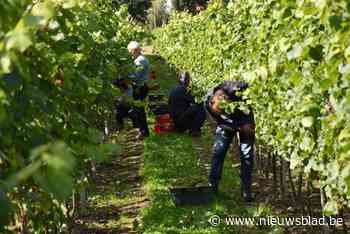 Oud Conynsbergh toont de arbeid achter een glas wijn