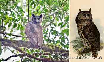 Nature: Giant owl that hasn't been seen in 150 YEARS is finally spotted in a rainforest in Ghana