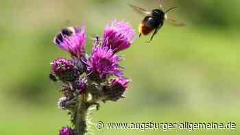 Das Heyoka-Theater bringt im Ulmer Roxy ein Bienen-Stück auf die Bühne